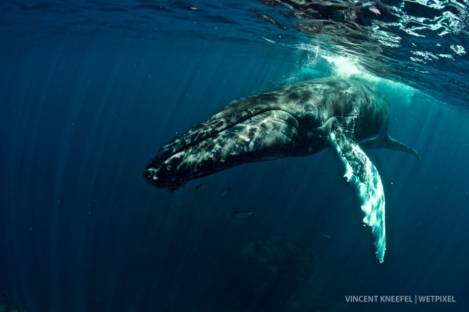 Humpback whale (*Megaptera novaeangliae*).