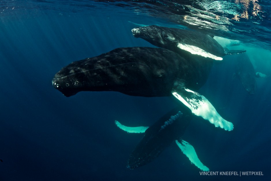 Humpback whale (*Megaptera novaeangliae*).