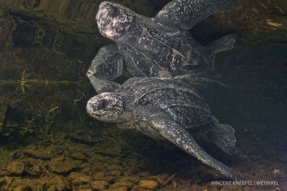 Leatherback turtle (*Dermochelys coriacea*).