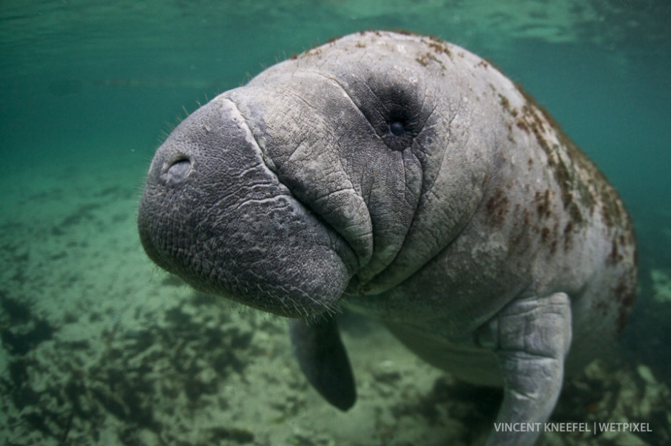 Manatee (*Trichechus manatus*), Florida