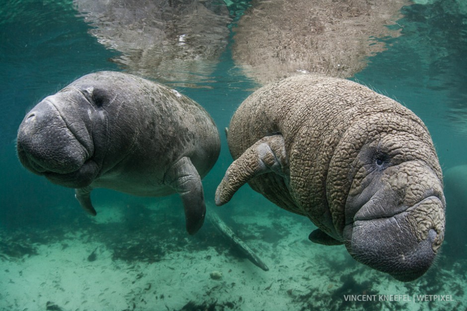 Manatees (*Trichechus manatus*), Florida