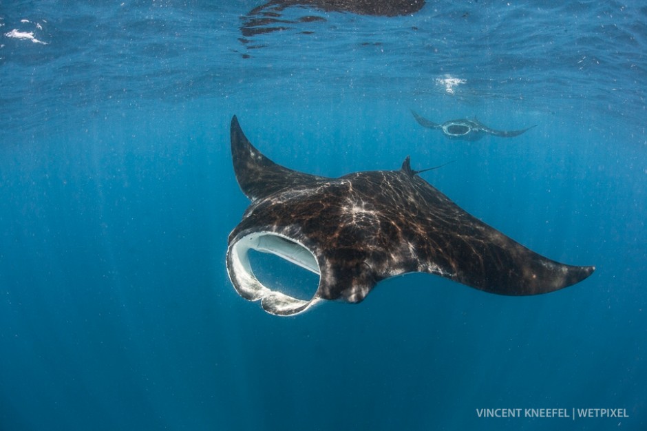 Oceanic manta ray (*Manta birostris*)