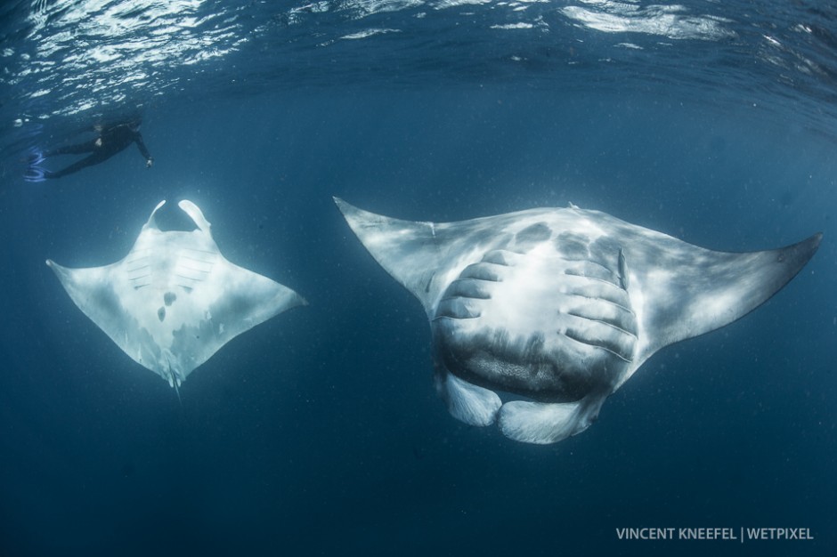 Oceanic manta ray (*Manta birostris*) in feeding loops in the plankton layer.