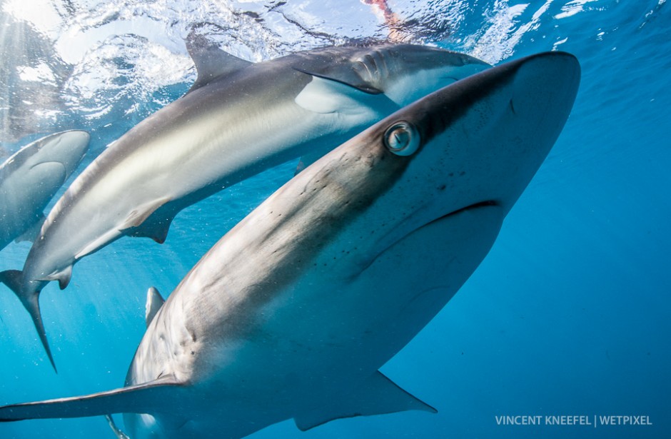 Silky shark (*Carcharhinus falciformis*).