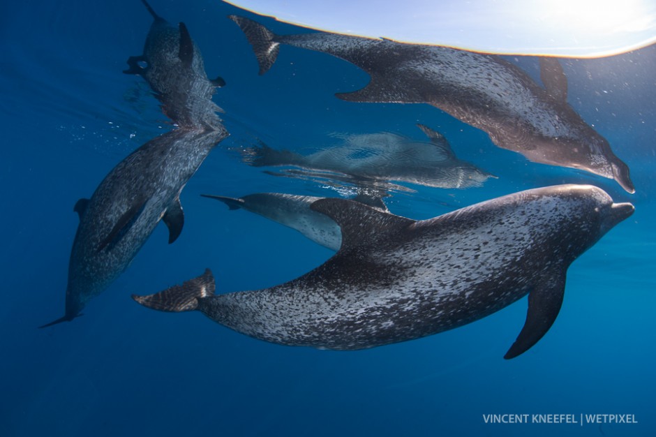 Spotted dolphins (*Stenella attenuata*).