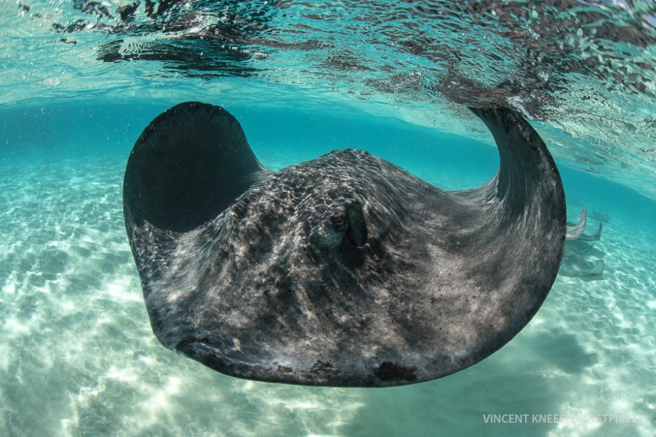 Southern stingray (*Dasyatis americana*), Cayman Islands.