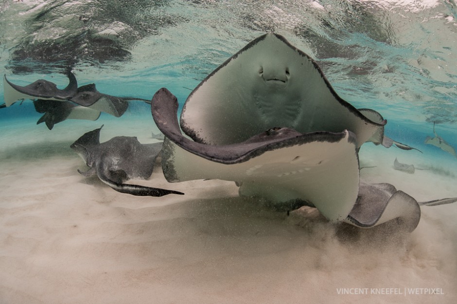 Southern stingrays (*Dasyatis americana*), Cayman Islands.