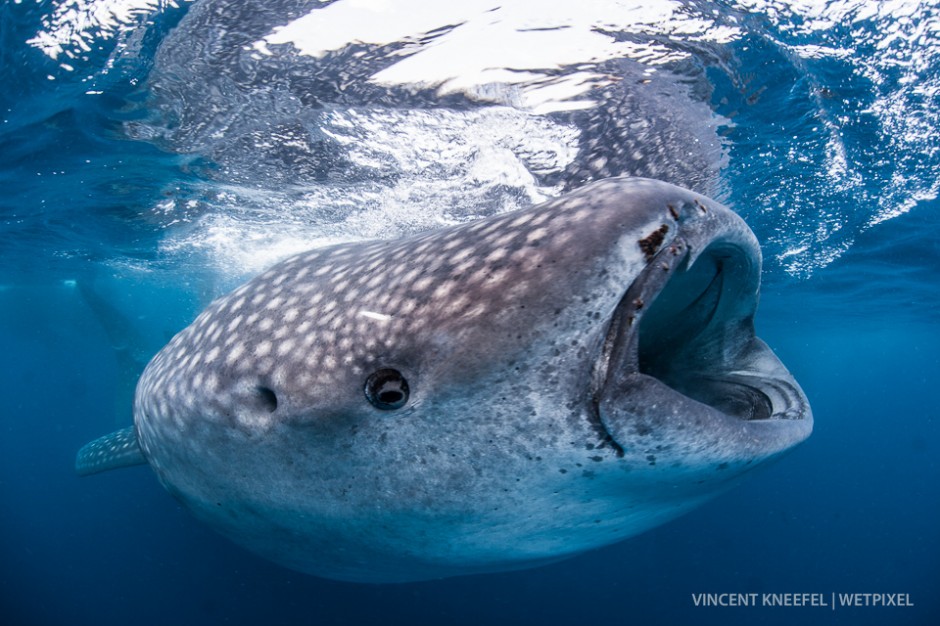 Whale shark (*Rhincodon typus*), Isla Mujeres, Mexico.