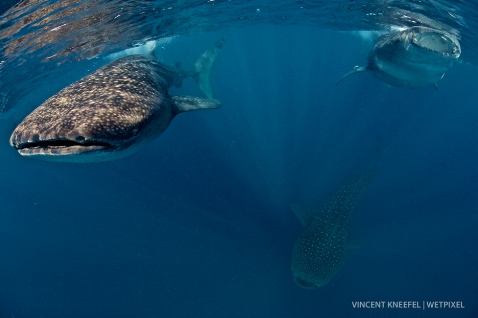 Whale sharks (*Rhincodon typus*), Isla Mujeres, Mexico.