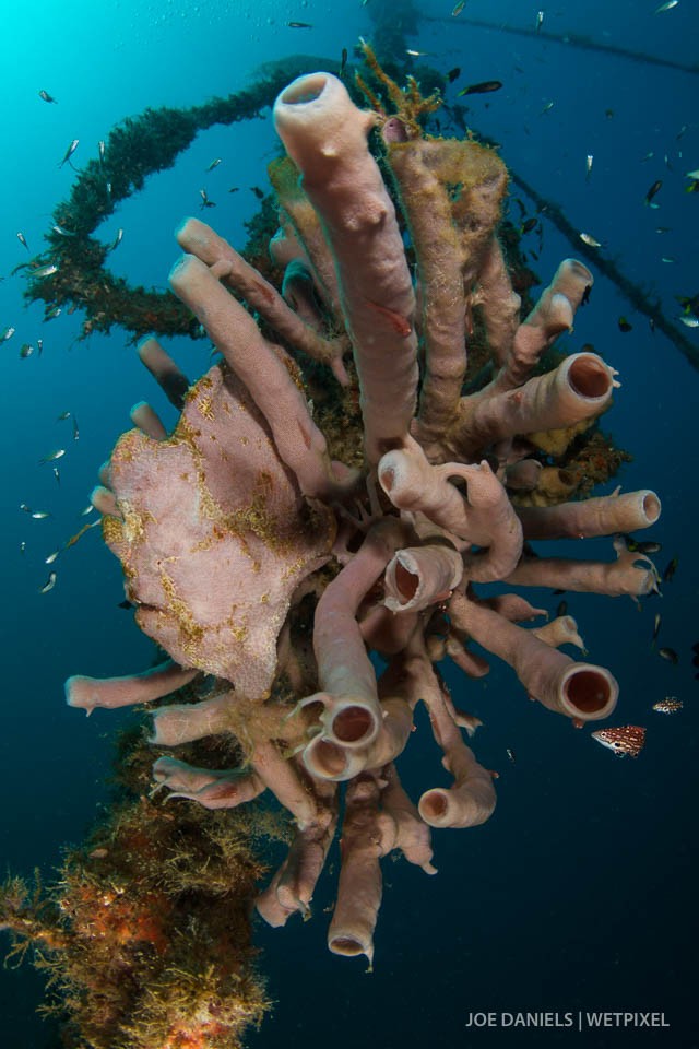 A giant frogfish (*Antennarius commerson*) blending in with tube sponges hanging off a old mooring line.