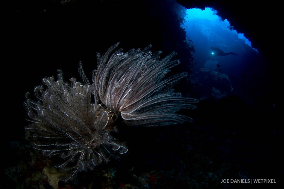 Feather stars (*Crinoidea sp.*) inside a cave.