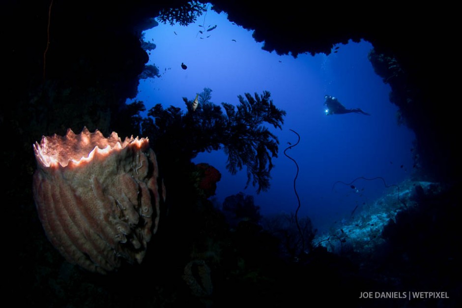 A large barrel sponge (*Xestospongia muta*) inside a cave.