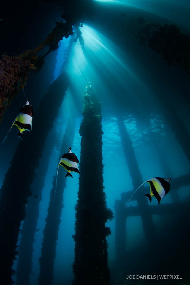 Moorish idols (*Zanclus cornutus*) under a curtain of light.