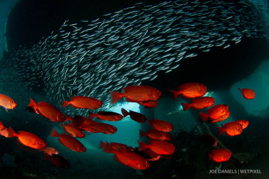 Crescent tail big eyes (*Priacanthus hamrur*) and silversides (*Atheriniformes sp*.) school in the Twilight Zone.