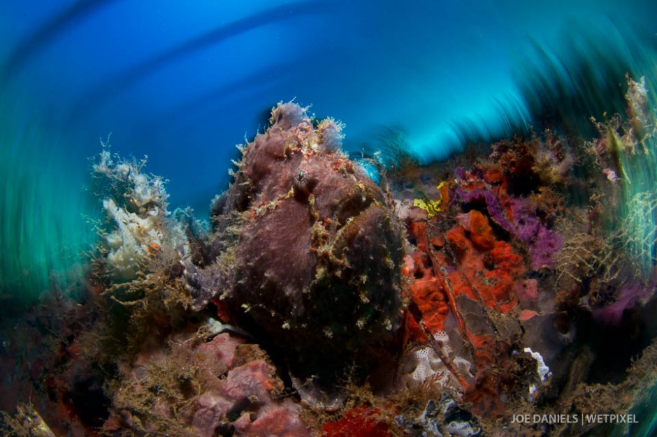 Giant frogfish (*Antennarius commerson*).