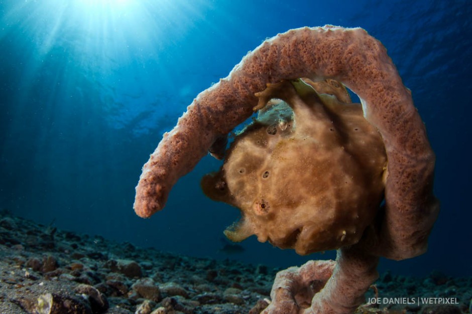 A painted frogfish (*Antennarius pictus*) perched on a finger sponge.