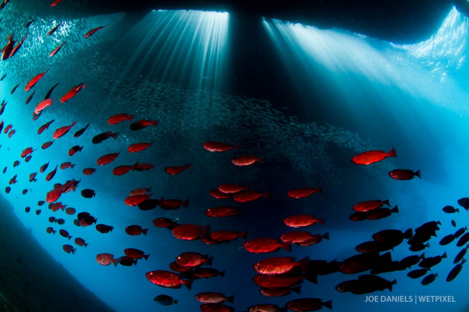 Crescent tail big eyes (*Priacanthus hamrur*) gather underneath fishing boats.