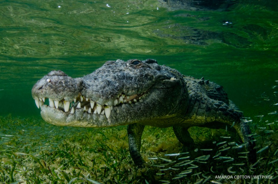 American crocodile in the Chinchorro, Mexico.