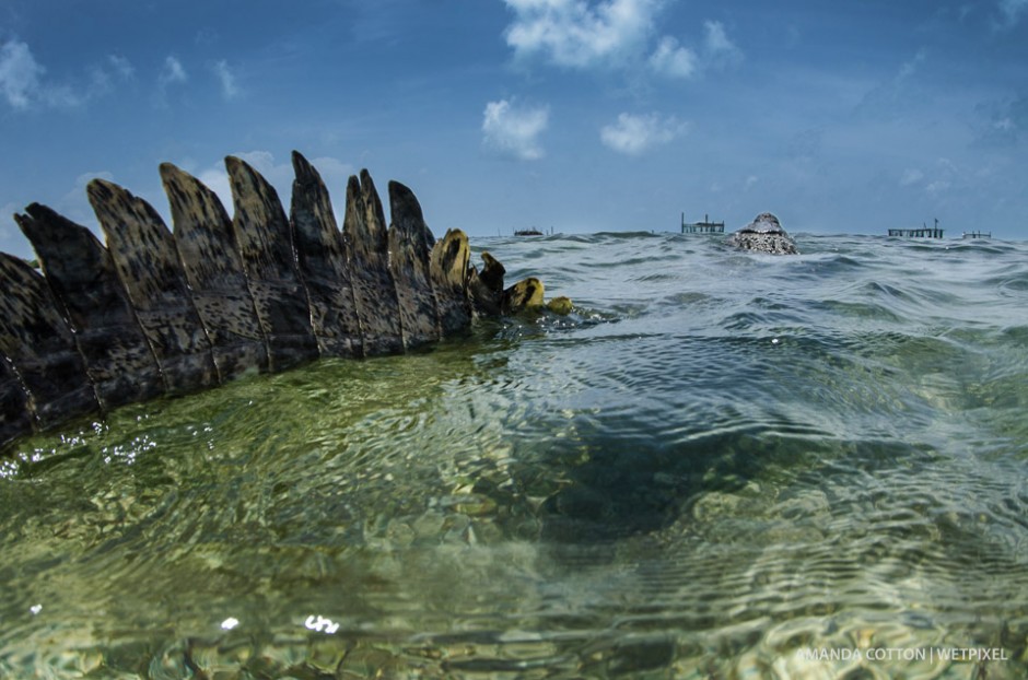 A Crocodile swims away at the surface.