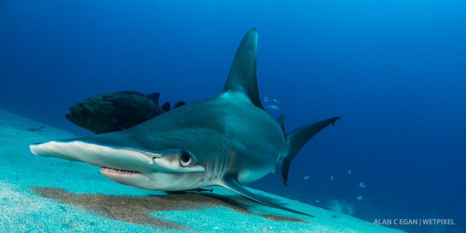 Great hammerhead (*Sphyrna mokarran*) looking for snacks during our regular Lemon Shark dive on the wreck trek Jupiter.