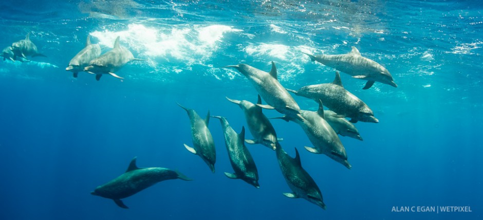 What a photographer's dream! A pod of Atlantic spotted dolphin  (*Stenella frontalis*) in the gulf stream. This current is at it’s closest point in Florida at Jupiter. 