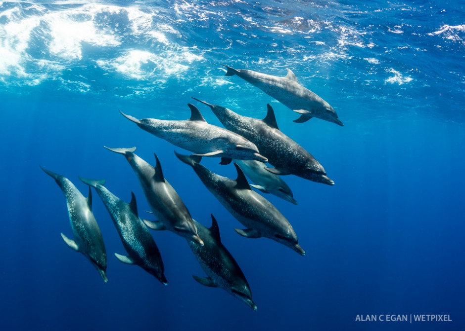 Atlantic spotted dolphin  (*Stenella frontalis*). The Gulf Stream is close to land at Jupiter and thai explains the sightings of so many large pelagic species. 