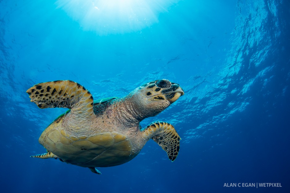 With the close proximity of one of the most successful turtle nesting beaches worldwide means we get to see many species of turtles especially during March and April. Always a pleasure to work with a turtle.