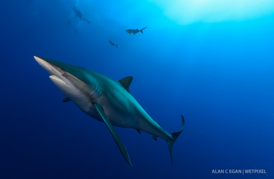 Large pregnany dusky shark (*Carcharhinus obscurus*) enjoying the photo shoot with divers above watching.