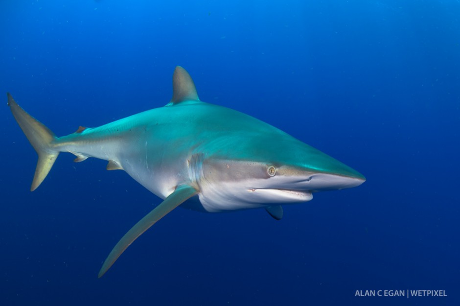 During the summer months we enjoy visits from dusky sharks (*Carcharhinus obscurus*) on the Deep Ledge in Jupiter, this is a curious pregnant female. Most sharks we encounter are female.