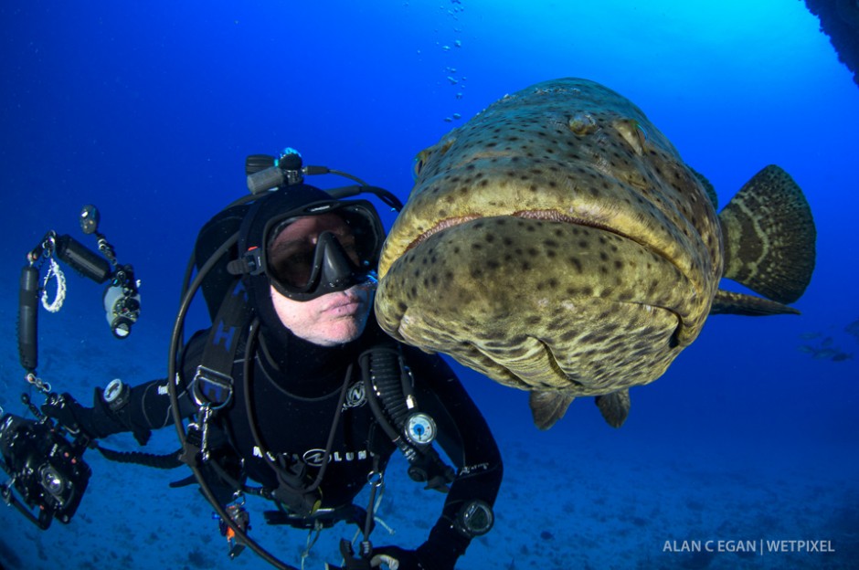 The normally shy goliath groupers (*Epinephelus itajara*) seem to enjoy interaction during spawning season.