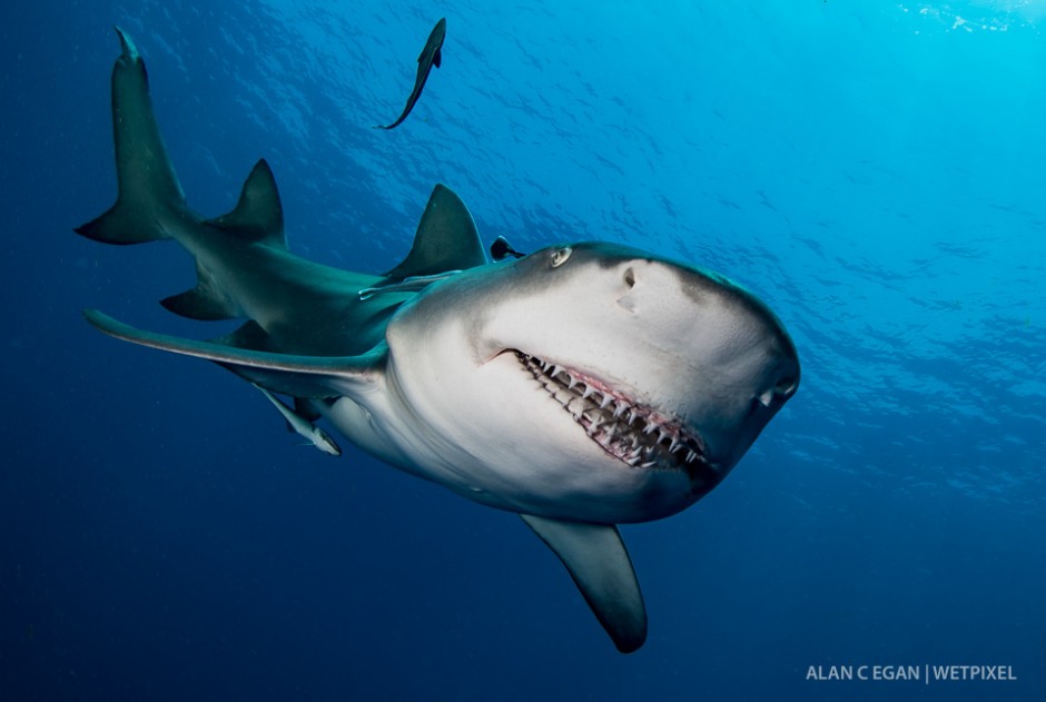 This lemon shark (*Negaprion brevirostris*) always has a keen interest in strobes. She has been seen regularly for about a year. When we first saw her she had a nasty hook in her jaw which was removed.