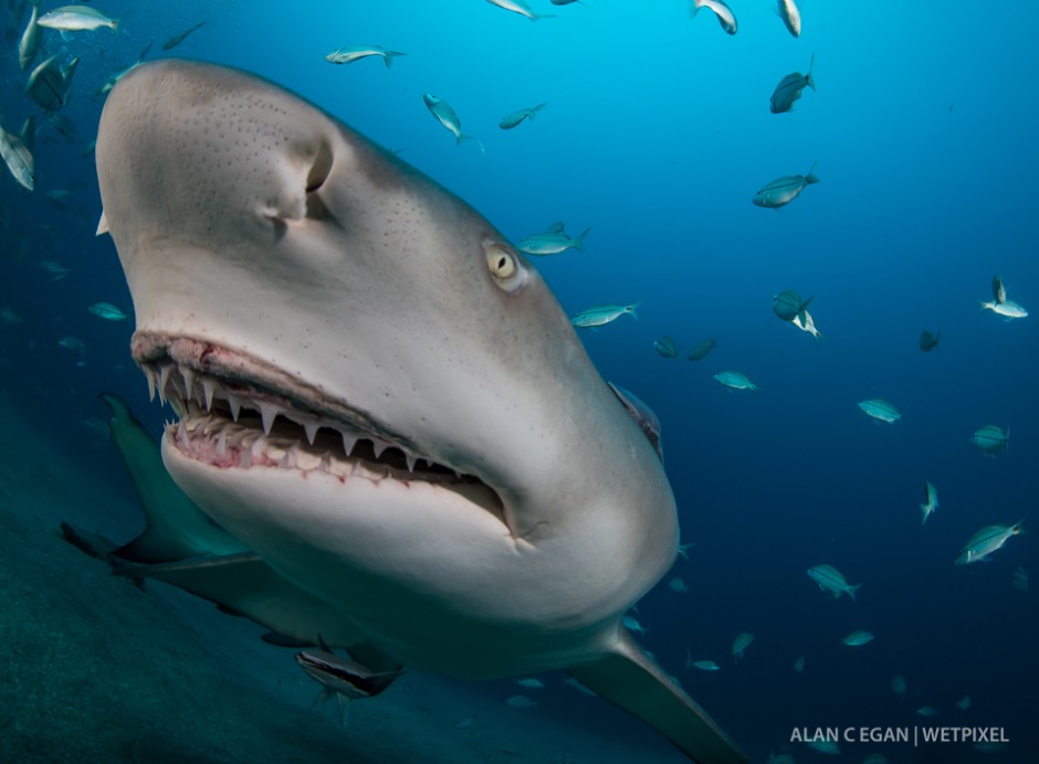 Lemon sharks (*Negaprion brevirostriss*) are in Jupiter in various numbers all year, they are a great subject and always having cartoon like looks as they come in for a photo. We named this one Snooty as it has a large overbite.