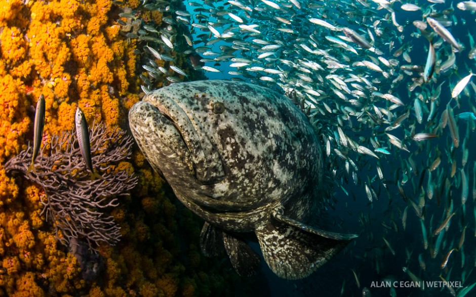 The impressive Atlantic goliath grouper (*Epinephelus itajara*) with bait ball and invasive cup coral.