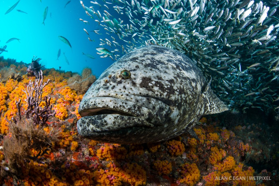 Atlantic goliath grouper (*Epinephelus itajara*)