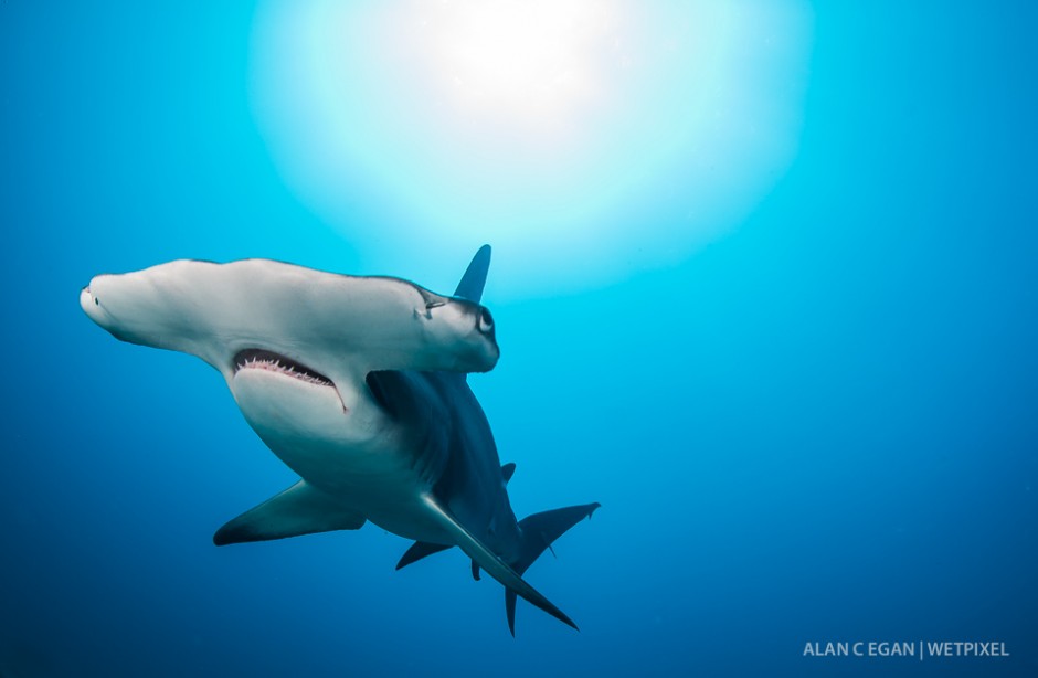 Great hammerhead (*Sphyrna mokarran*) cruising in for a close encounter on the Esso Bonaire Jupiter.