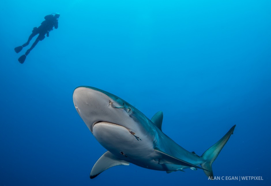 This poor silky shark (*Carcharhinus falciformis*) showing his battle wounds with three hooks embedded, but at least he lived to tell the tale. He did enjoy his camera notoriety.