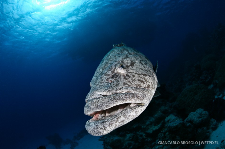 The Cod Hole on ribbon reef #10 is well known for its large group of residents giant groupers.