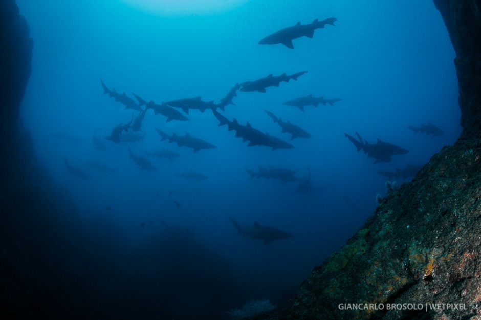 The pinnacles of Wolf Rock on the sunshine coast, north Brisbane, are a critical habitat for the grey nurse sharks (*Carcharias taurus*) where they gather and can be found all year round.