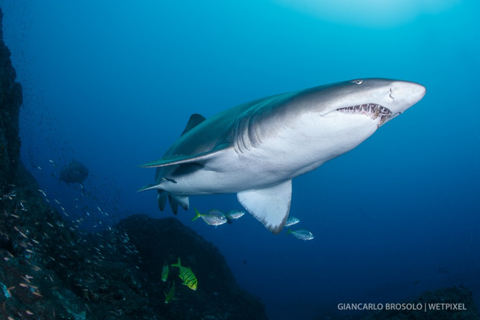 The grey nurse sharks are not shy and come close to the divers. They look quite fierce but are actually quite a harmless species of shark.