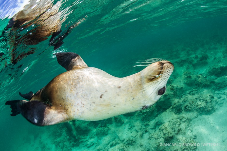  Sea lions charter available from Green Head (September to May) - 3 hours drive from Perth.