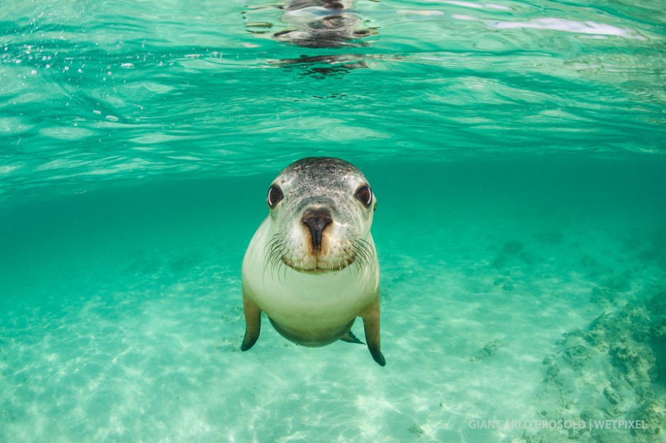 This Australian sea lion (*Neophoca cinerea*) was intrigued by its twin in the dome.