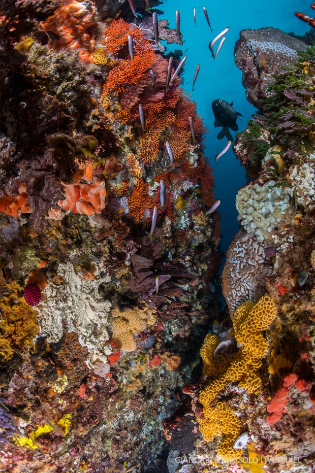 Colourful reef in Albany WA.