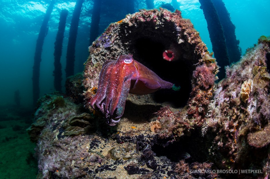  In west Australia, jetties are offering very good opportunities to dive from shore. Here's a cuttlefish (*Sepia apama*) trying to hide at Busselton Jetty.