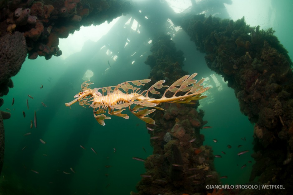 The Leafy sea dragon (*Phycodurus eques*) is endemic to the waters off south and east Australia, and Kangaroo island has the largest population.