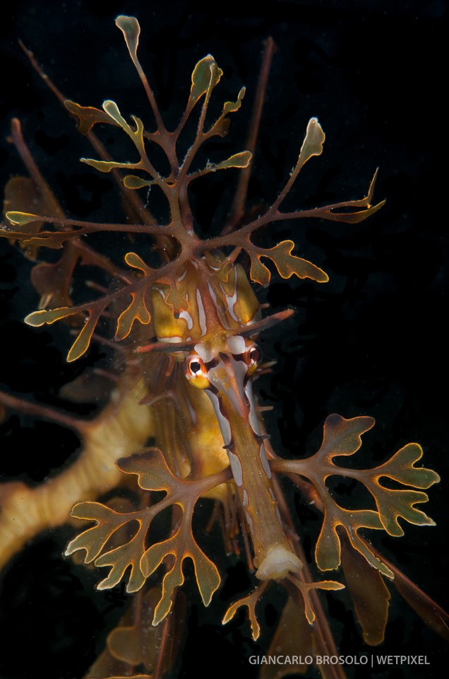 Its beautiful camouflage makes this big sea horse (20-24 cm) difficult to spot.