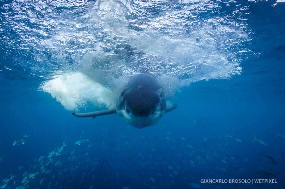 Big female GWS (*Carcharodon carcharias*) heading full speed towards the surface cage