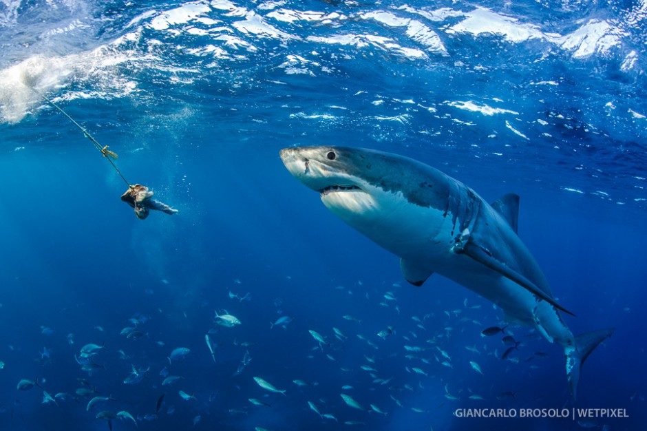 Large female GWS (*Carcharodon carcharias*)  looking after an appetizer