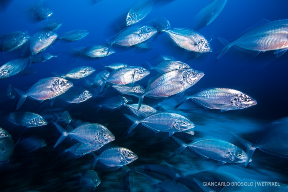 Jack fishes are surrounding the cage during the bottom dives, which make the use of strobes very tricky to shoot the sharks.