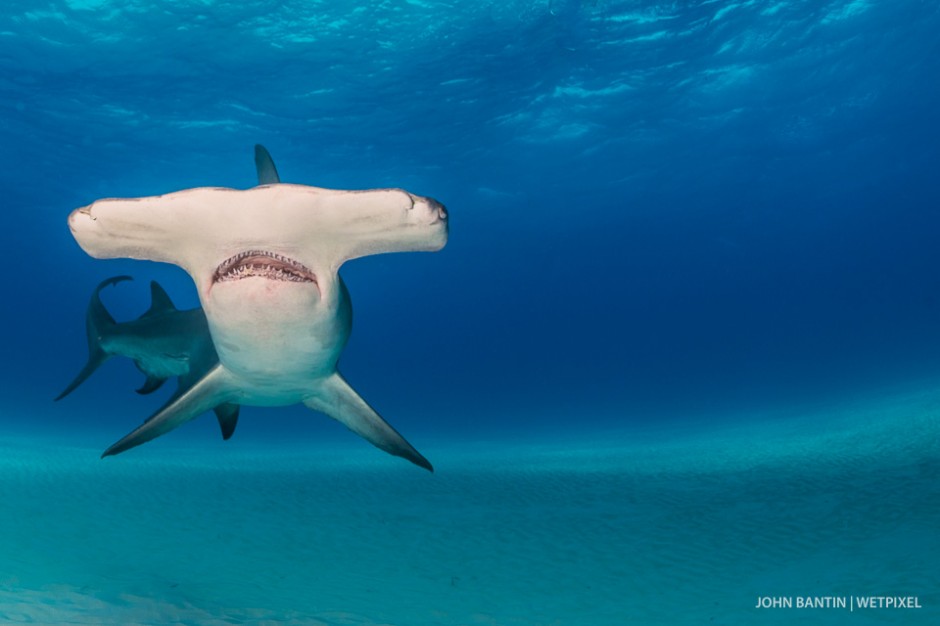 Initially I lit the great hammerheads (*Sphyrna mokarran*) with strobe light but found the recylcling time of around 1.5 seconds too slow to get all the shots I wanted.