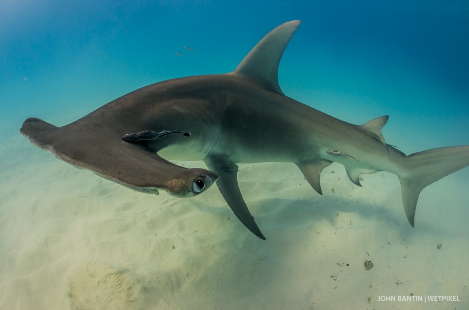 This smaller juvenile great hammerhead (*Sphyrna mokarran*) seemed more curious about the divers than simply searching for the buried bait.